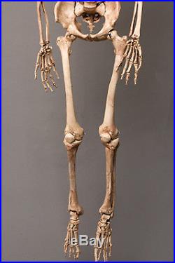 Aged Harvey Life-Size Human Halloween Skeleton, Haunt Skeletons NEW