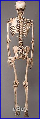 Aged Harvey Life-Size Human Halloween Skeleton, Haunt Skeletons NEW