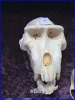 Collection of 23 Primate Skulls Reproduced in Resin by Skulls Unlimited
