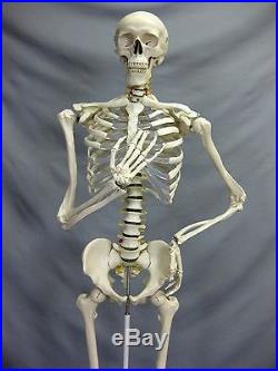 DELUXE LIFE-SIZE HUMAN SKELETON Haunted House Party Decoration Halloween Prop