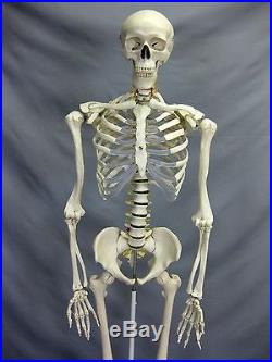 DELUXE LIFE-SIZE HUMAN SKELETON Haunted House Party Decoration Halloween Prop