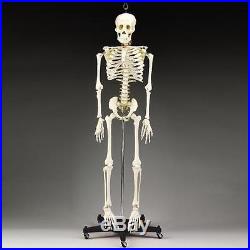 Human Skeleton, 3/4 life-size, Educactional/Halloween