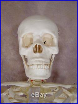 Life-Size 1st Qtly Human Bucky Skeleton Educational NEW