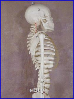 Life-Size 1st Qtly Human Bucky Skeleton Educational NEW