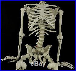 Life Size BUCKY SKELETON Anatomy Skull Bones Prop Building Halloween Decorations