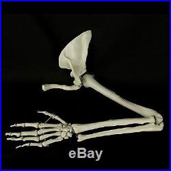 Life Size BUCKY SKELETON Anatomy Skull Bones Prop Building Halloween Decorations