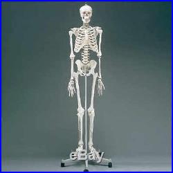 Pysiotherapy Skeleton Human Anatomical Model NEW